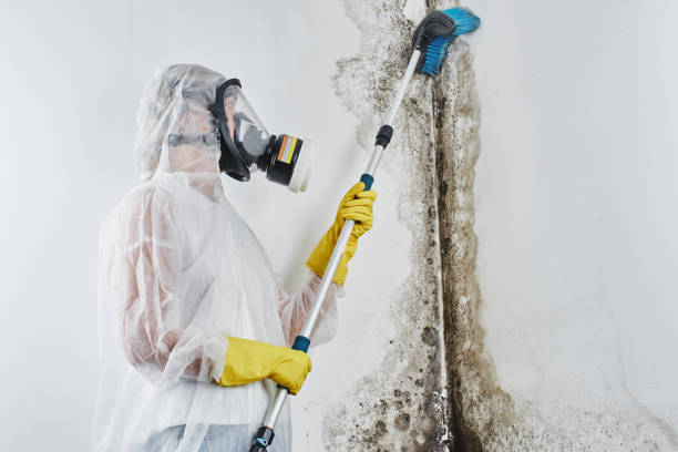 Mold Documentation for Insurance Claims in Benton, IL